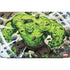 Marvel Hulk Green Goliath Dell Vostro Skin
